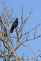Corbeau 2963
